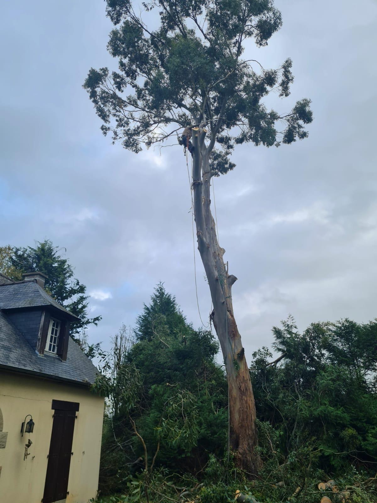 Démontage d'eucalyptus