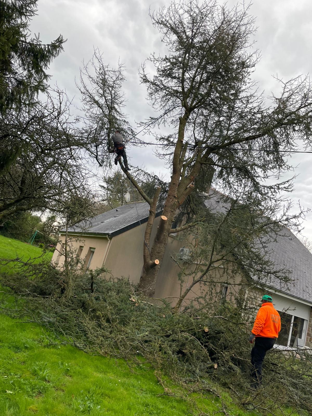 Élagage en hauteur